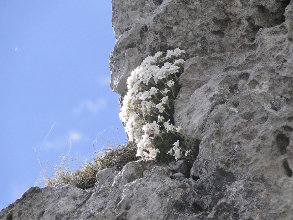 Saxifraga vandellii / Sassifraga di Vandelli